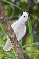 Little Corella